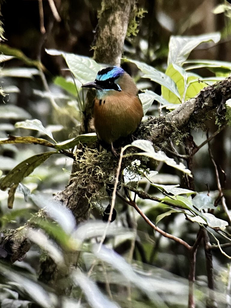 Rufous motmot (foto genomen door onze gids)