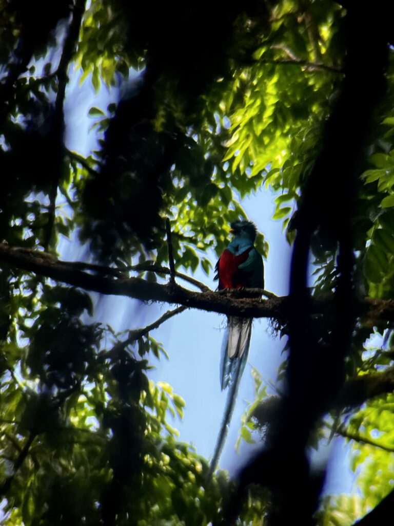 Quetzal (foto genomen door onze gids)
