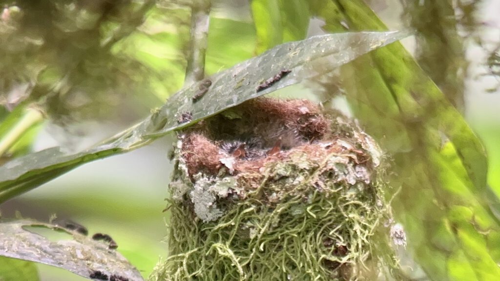 Kolibrie-nest met kuikens - zie jij de snaveltjes? (foto genomen door onze gids)