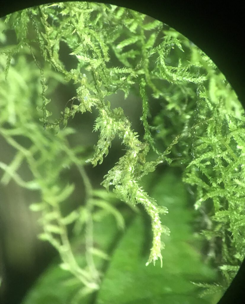 Moss mimic stick insect - kun jij een van de ogen spotten?