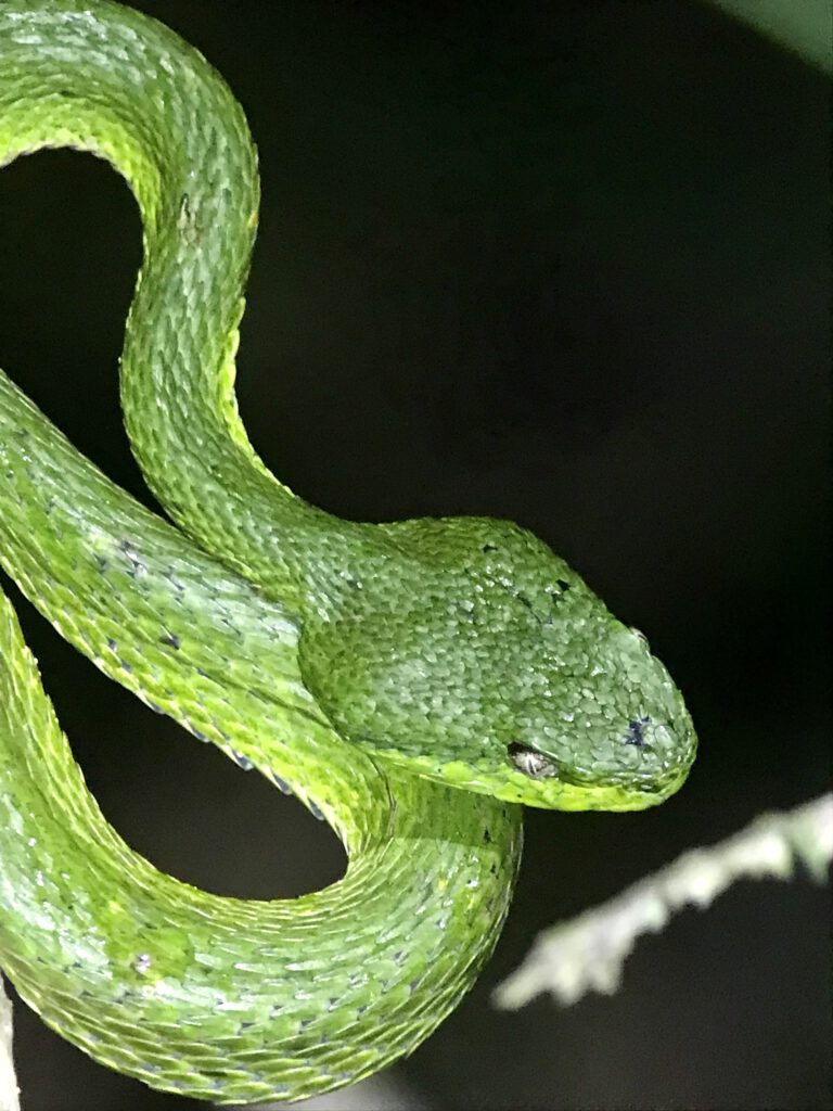 Poisonous green vine snake