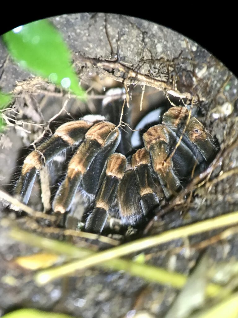 Vogelspin