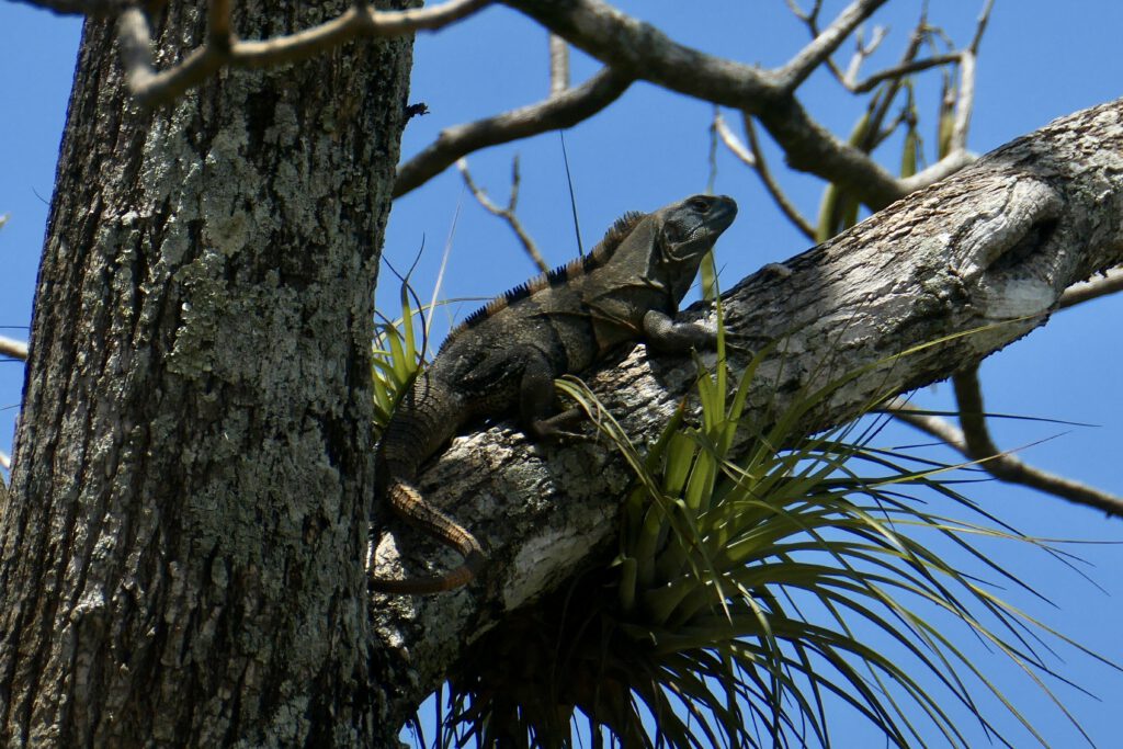 Iguana
