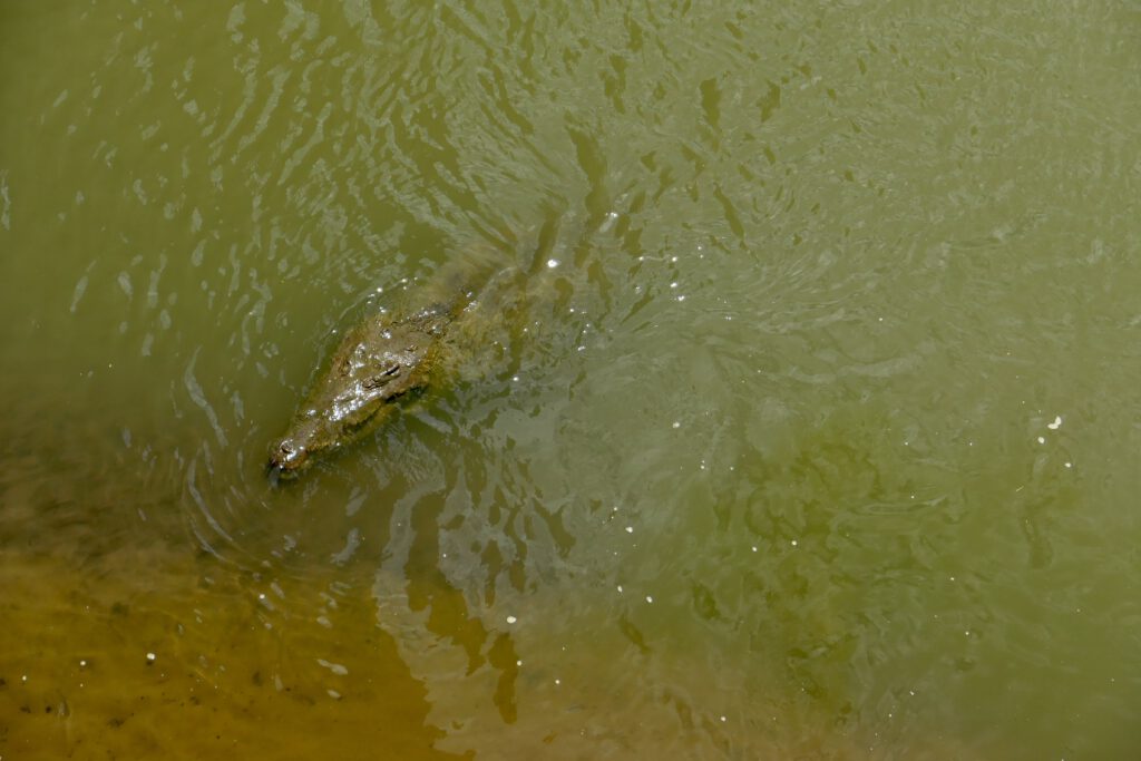 Krokodil