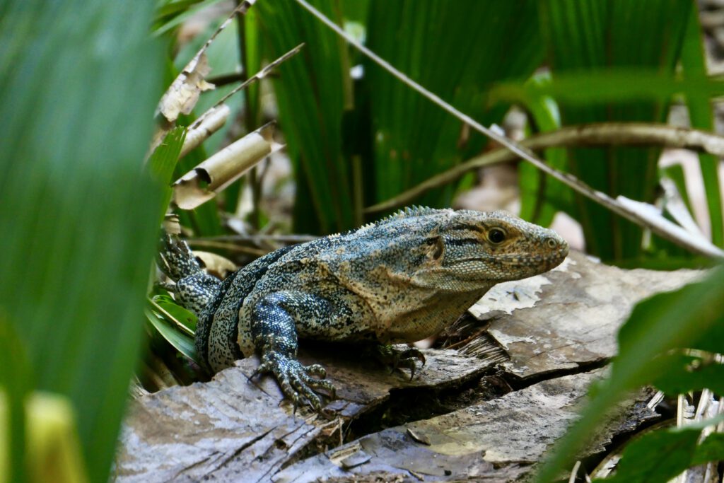 Iguana