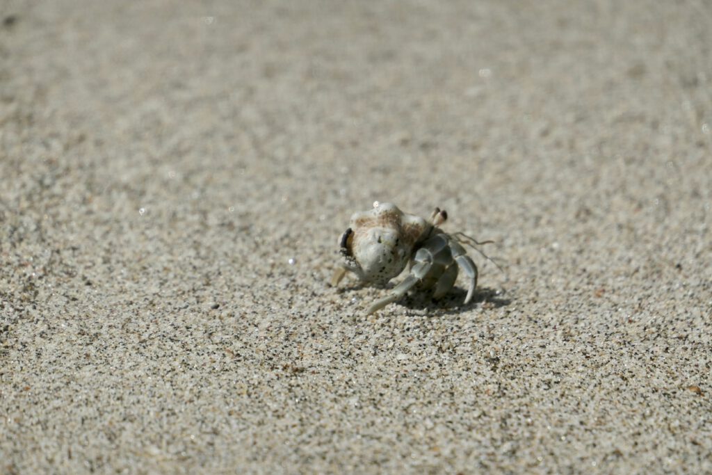 Heremietkreeft