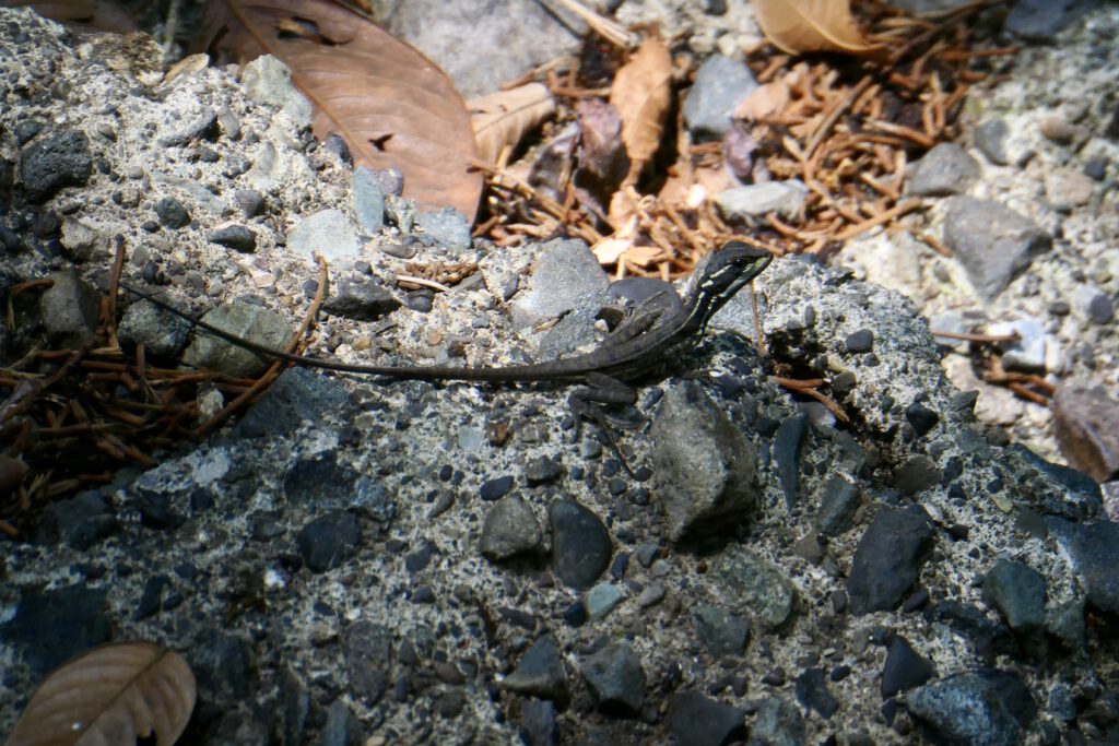 Basilisk / Jesus Christ lizard
