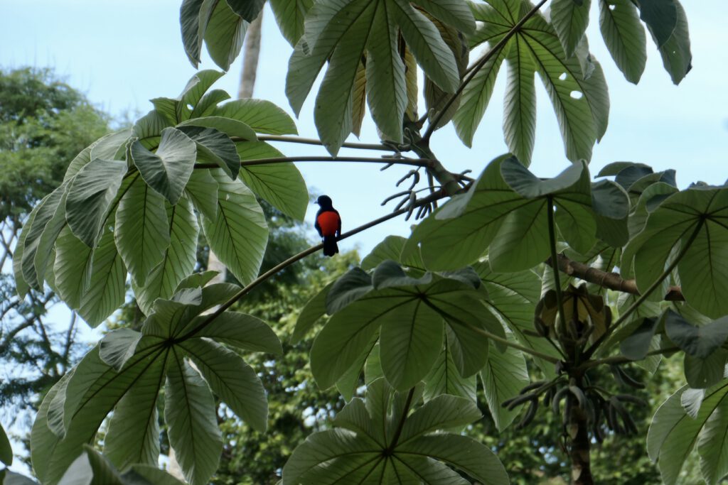 Costaricaanse tangere / Cherrie’s tanager (foto gemaakt door mijn schoonmoeder)