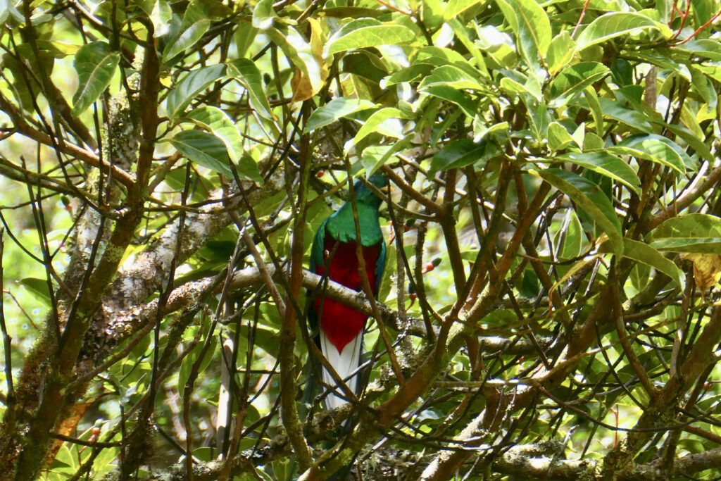 Quetzal
